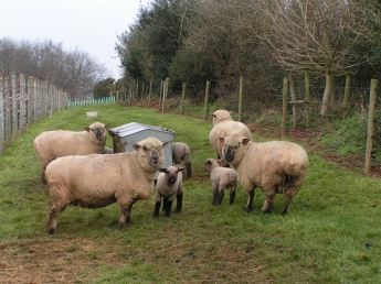 Dorset Down sheep at Lily Farm Vineyard, March 2012