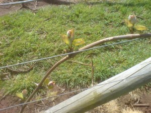 Budburst 2012