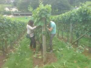 Lily Farm Vineyard Protecting Our Grapes