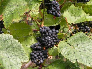 2012 Vineyard Harvest at Lily Farm