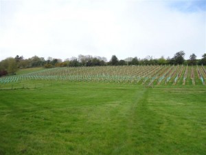 600 new vines planted at Lily Farm Vineyard