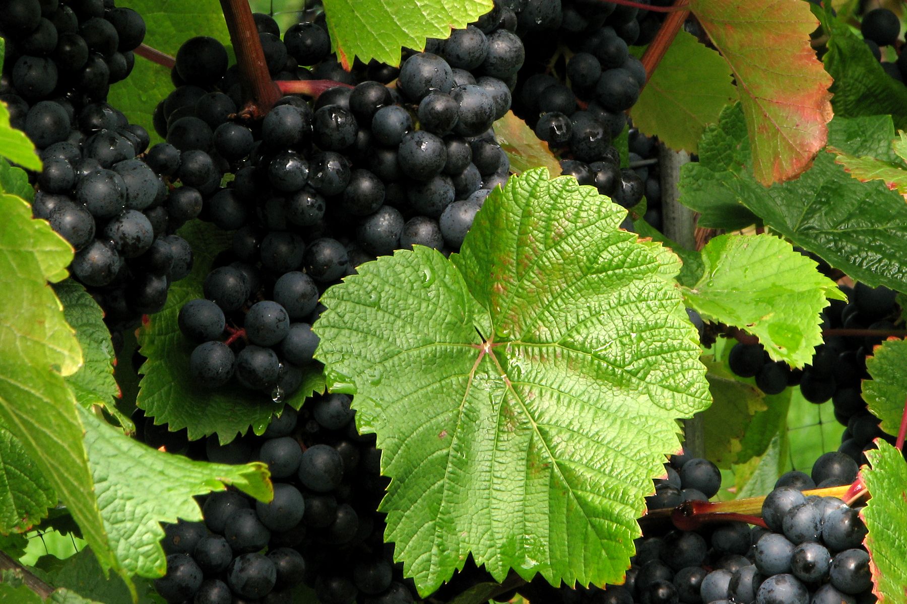 East Devon Tours, picture of a vine