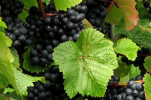 Rondo grapes
